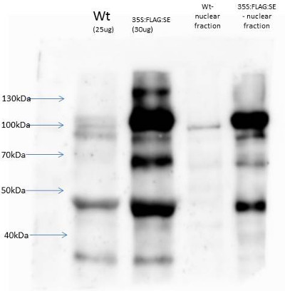 western blot using anti-serrate antibodies